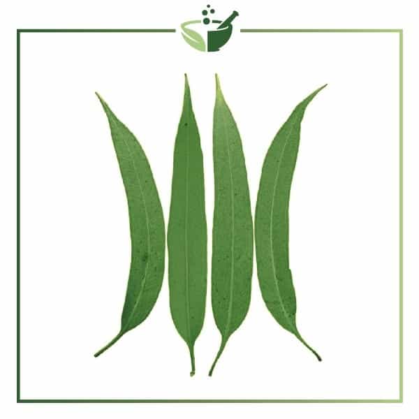 Lemon Eucalyptus-016